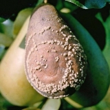 Plodovi kruške trunu na drvetu: šta učiniti